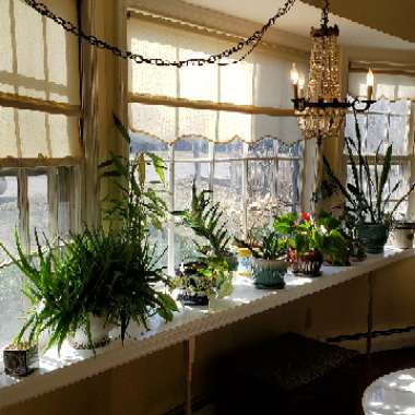 Gianna 's garden