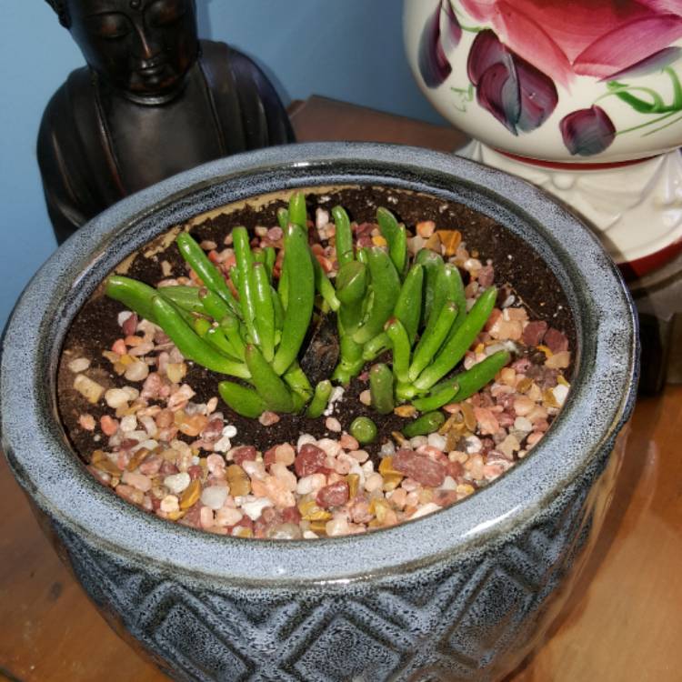 plant image 565108