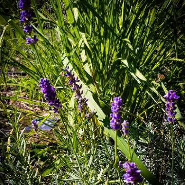 Gianna 's garden
