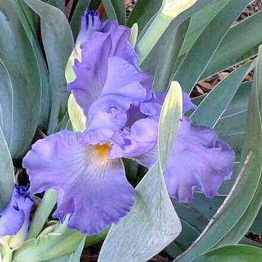 Gianna 's garden