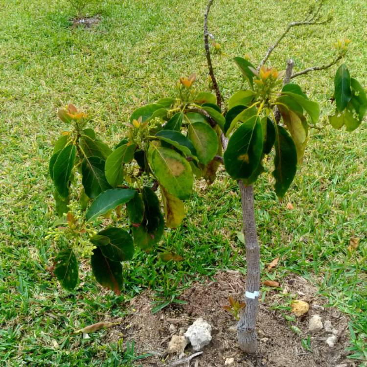 plant image 630156