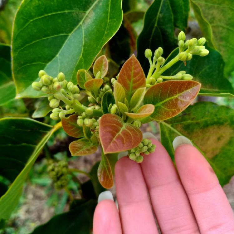 plant image 630157