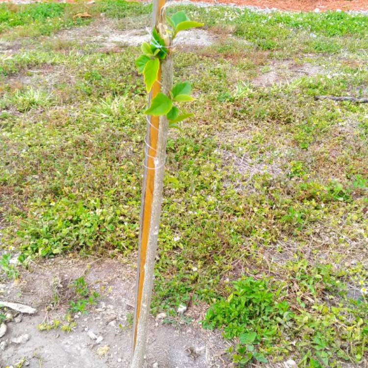 plant image 630173