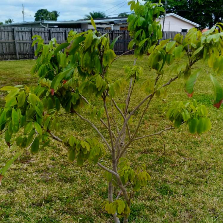 Plant image Litchi chinensis