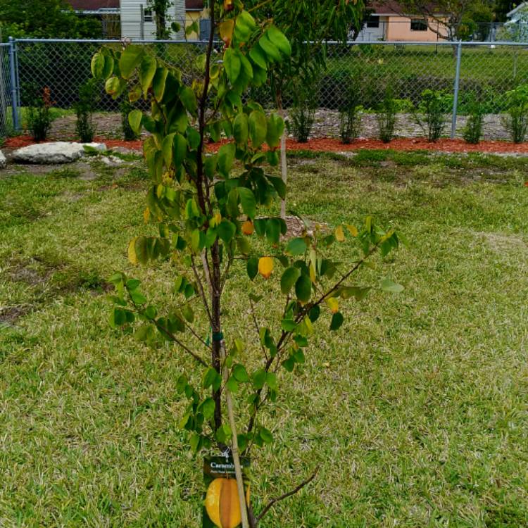 plant image 636069