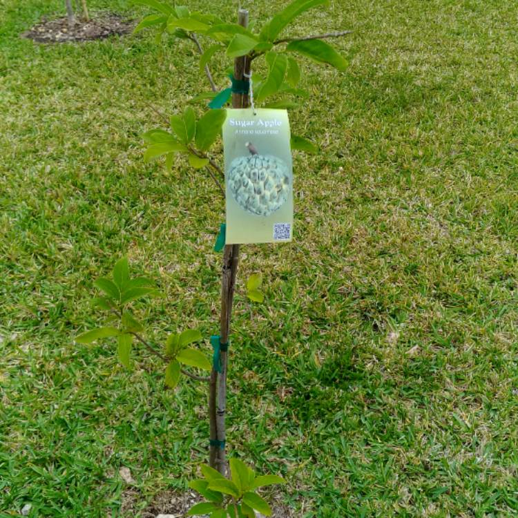 Plant image Annona squamosa