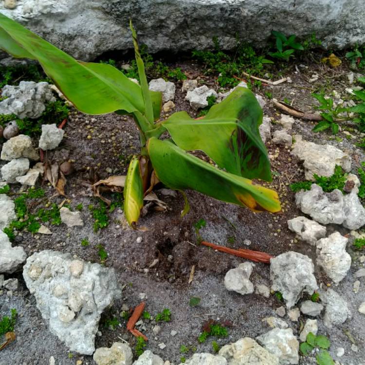 plant image 636072 plant image 636072