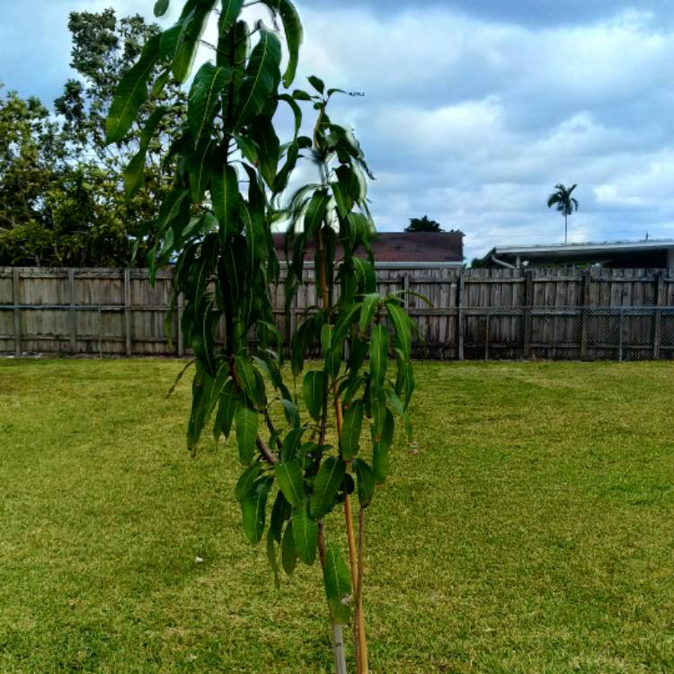 plant image 642642