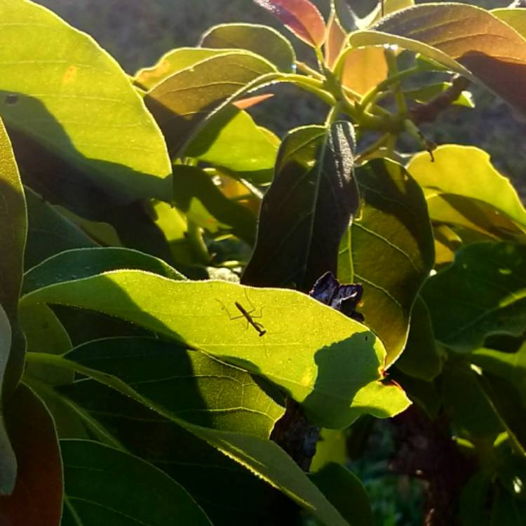 plant image 651529