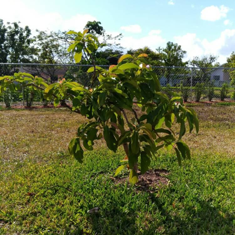 plant image 659374