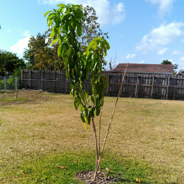 plant image 659377