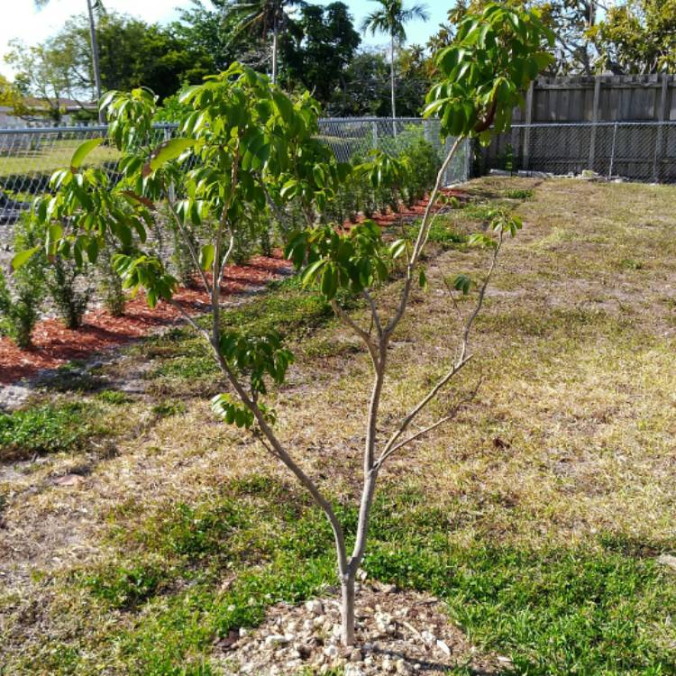 plant image 659379