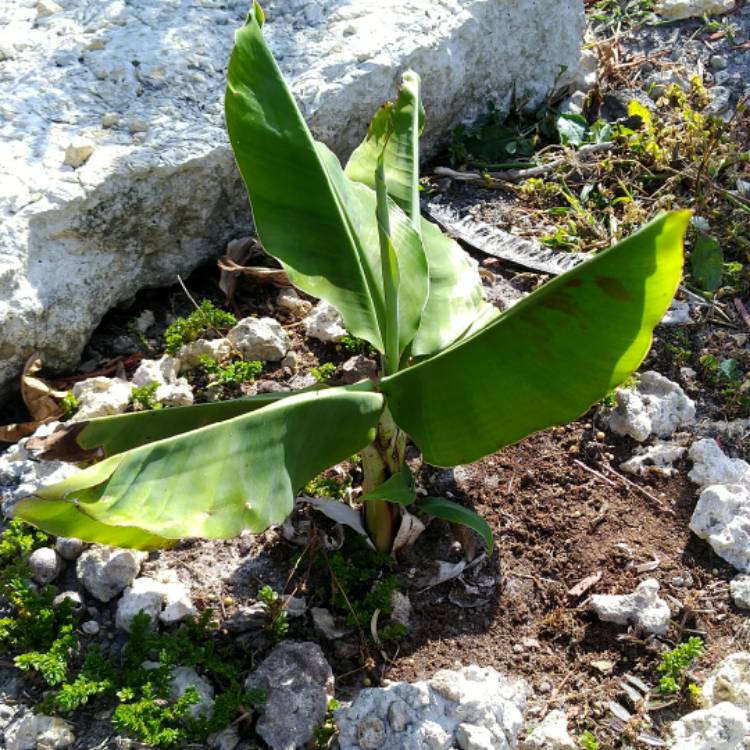 plant image 659381 plant image 659381
