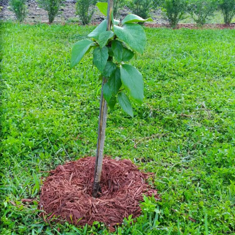 plant image 757760
