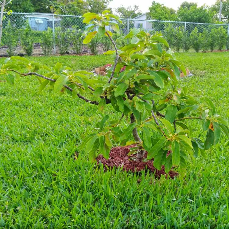 plant image 757765