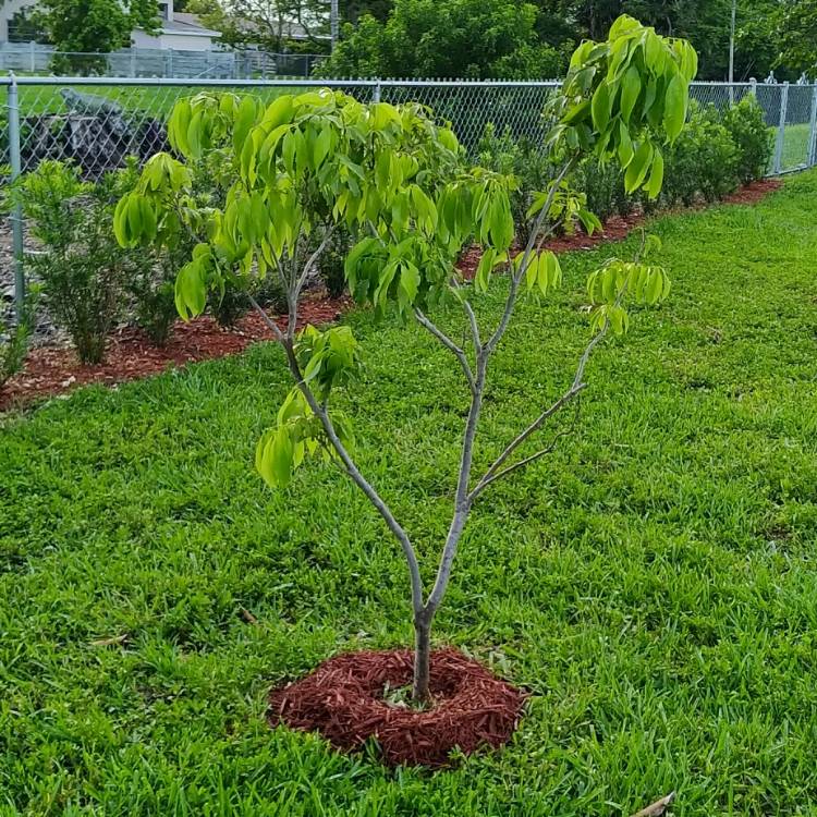 plant image 757767