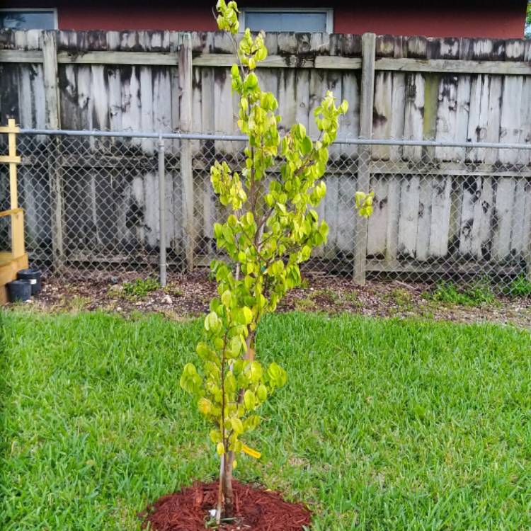 plant image 757771