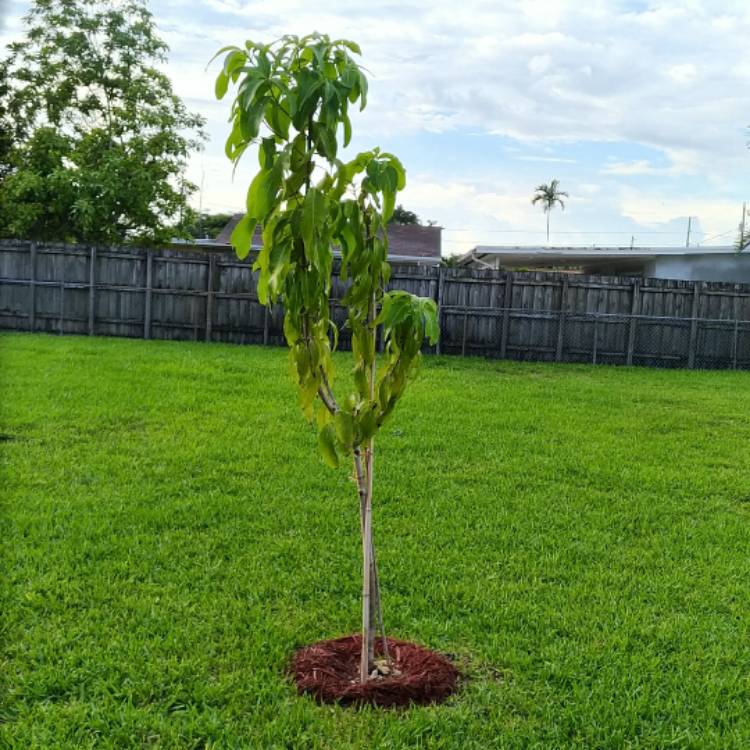 plant image 757774