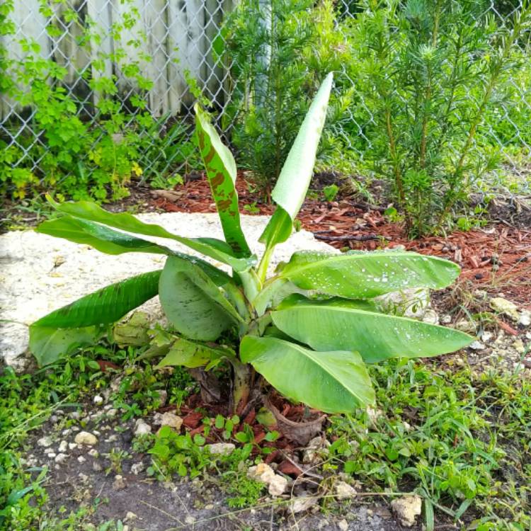 plant image 757779 plant image 757779