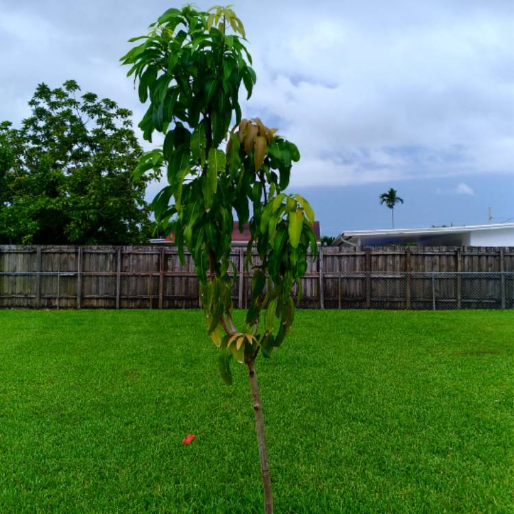 plant image 837405