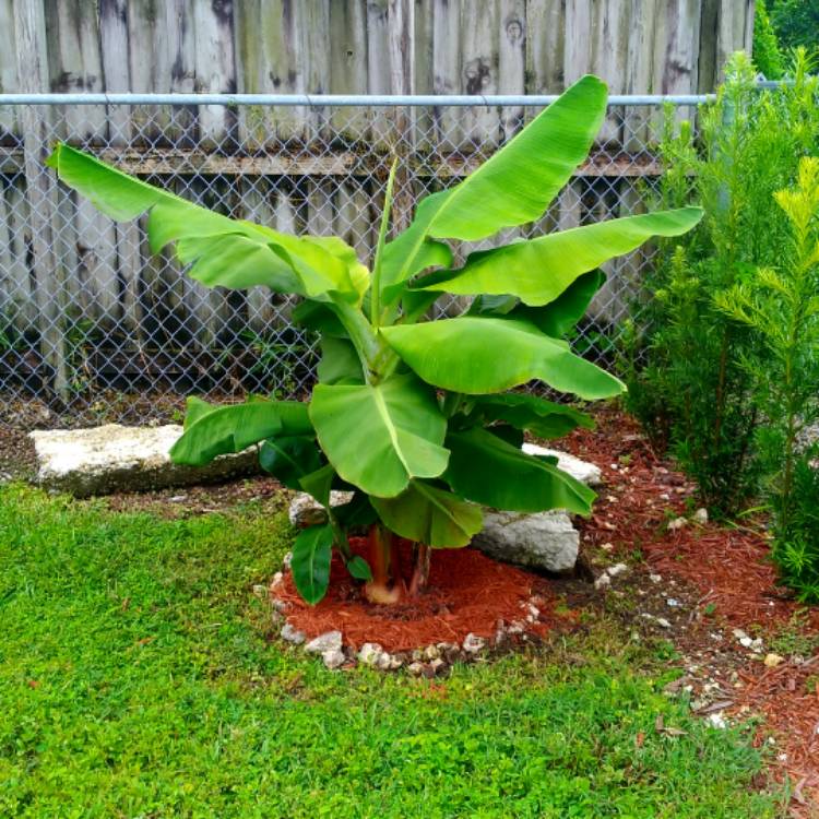 plant image 837424 plant image 837424