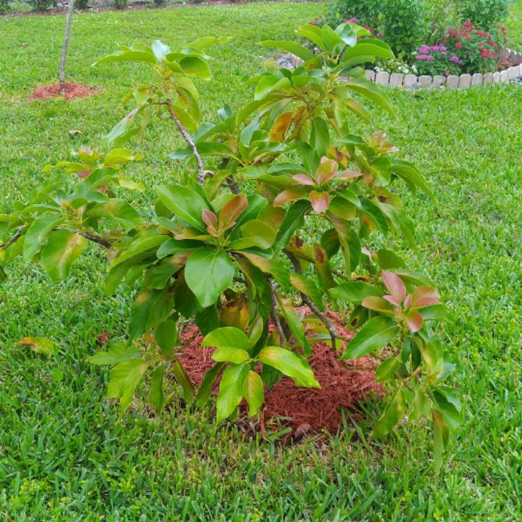 plant image 837436