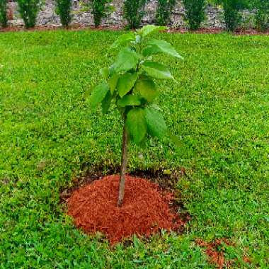 Geiger Tree