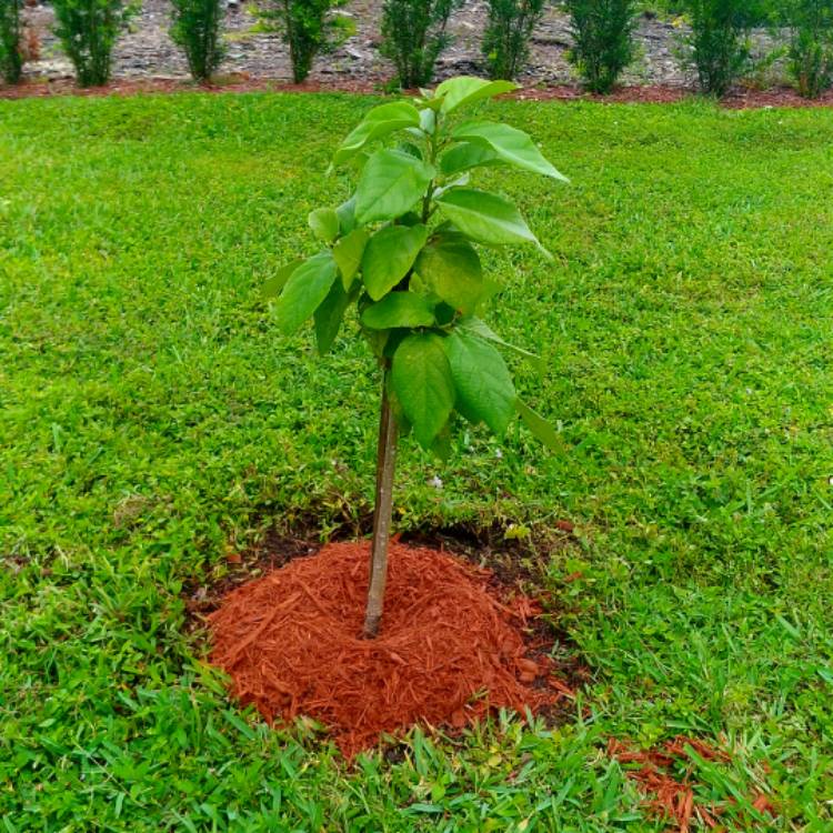 plant image 837441