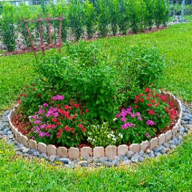 Lisa's garden