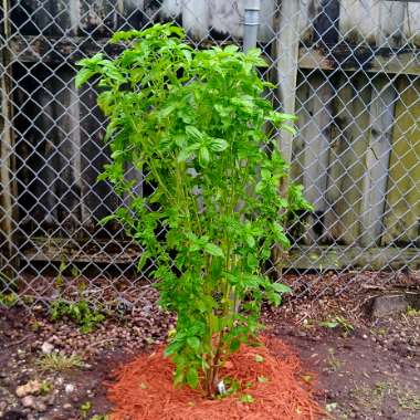 Basil 'Italian Large Leaf'