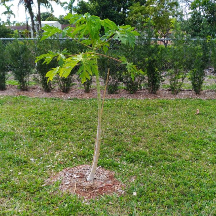 plant image 940086