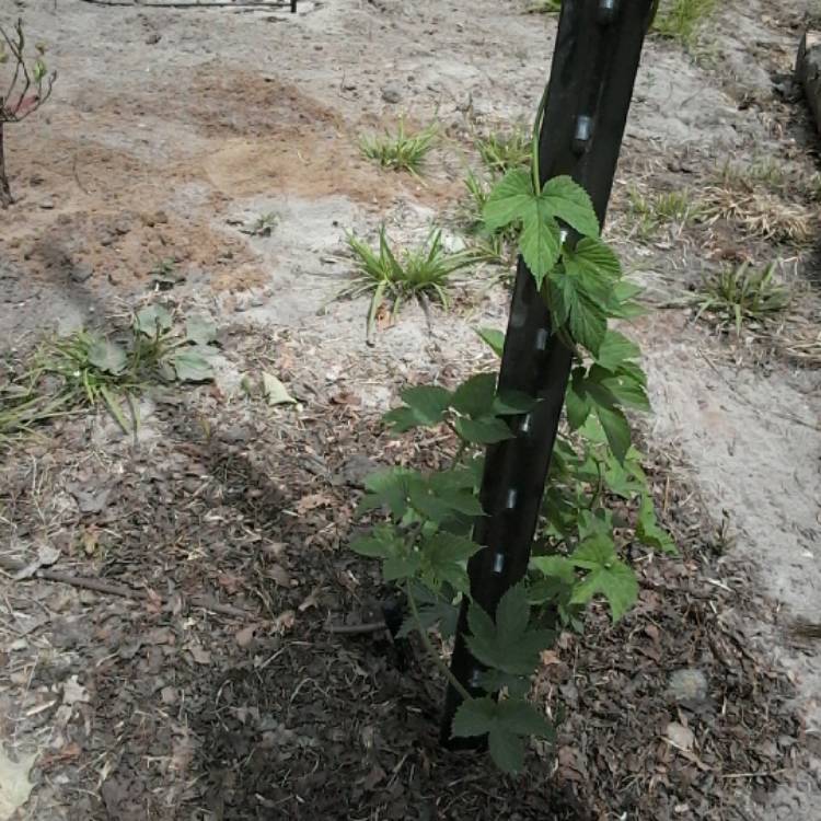 plant image 743174