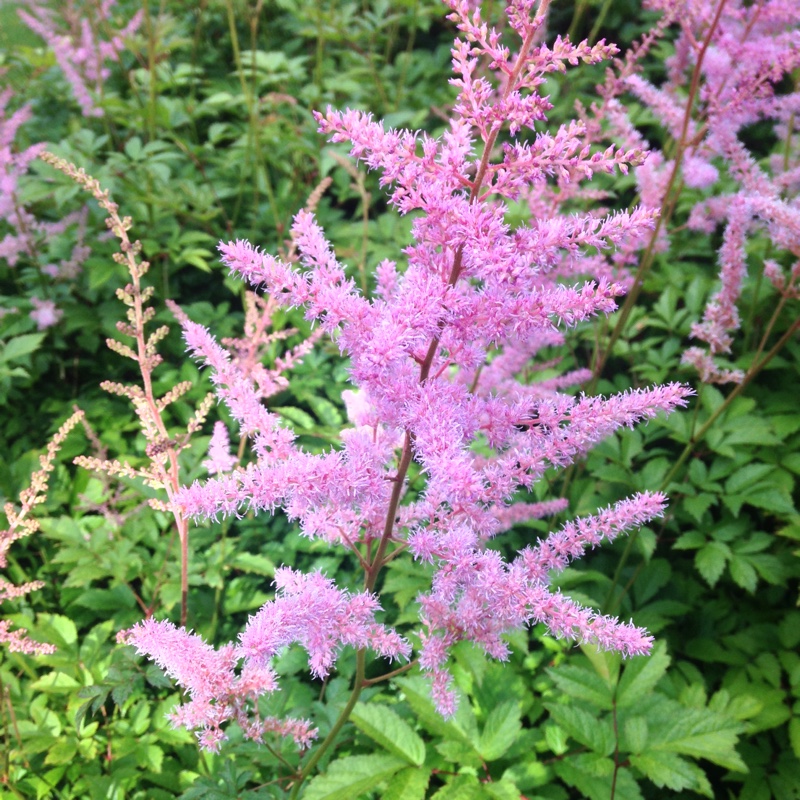 Matthew's garden