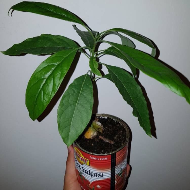 plant image 840145 plant image 840145