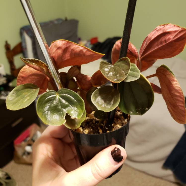 plant image 1235155