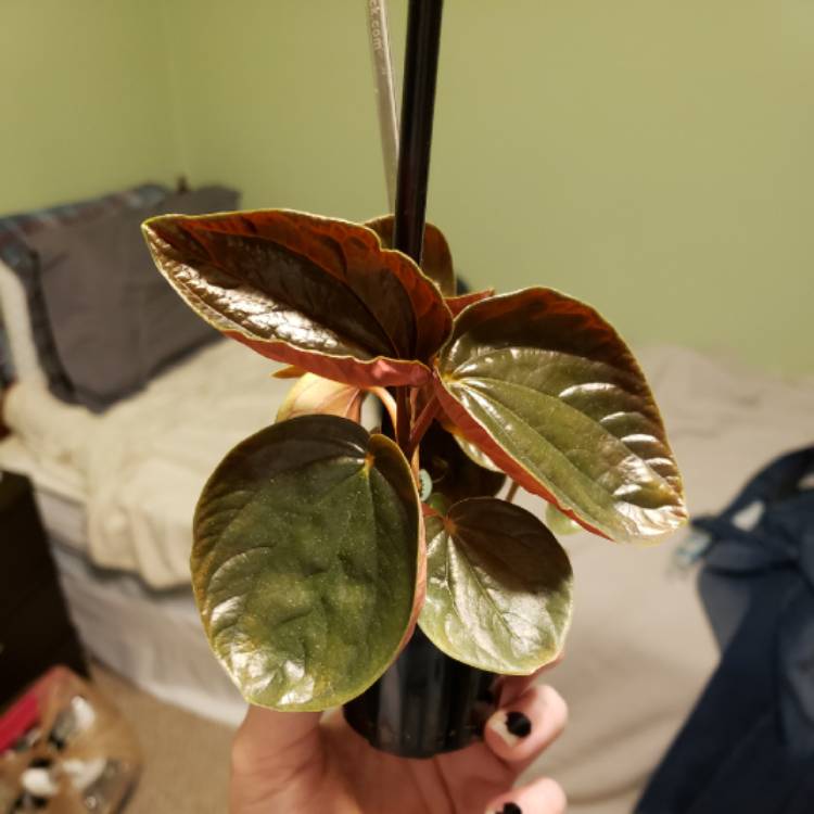 plant image 1235158