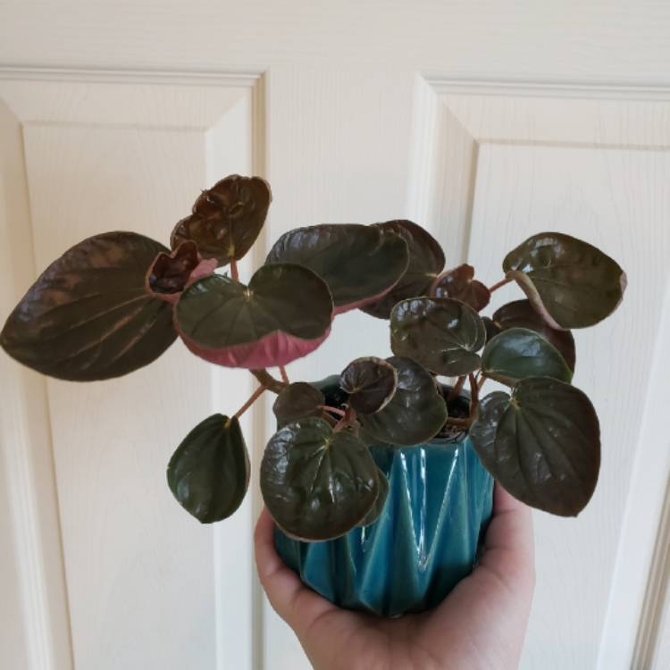 plant image 1312944