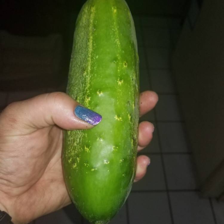 Plant image Cucumis sativus 'Boston Pickling'