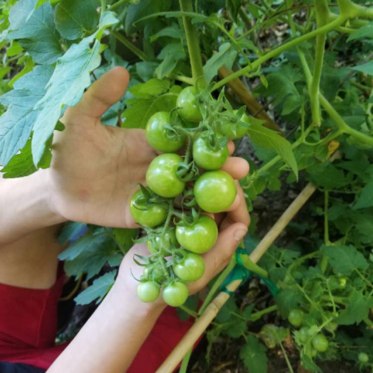 plant image 1169846