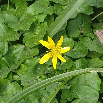 Plant image Ficaria verna