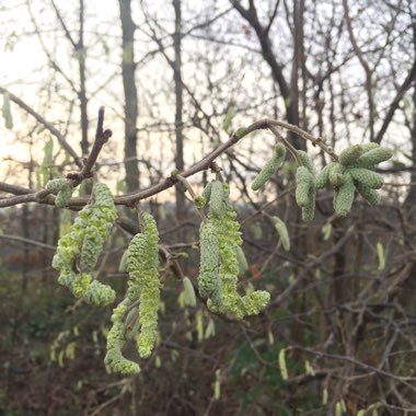 Corylus avellana