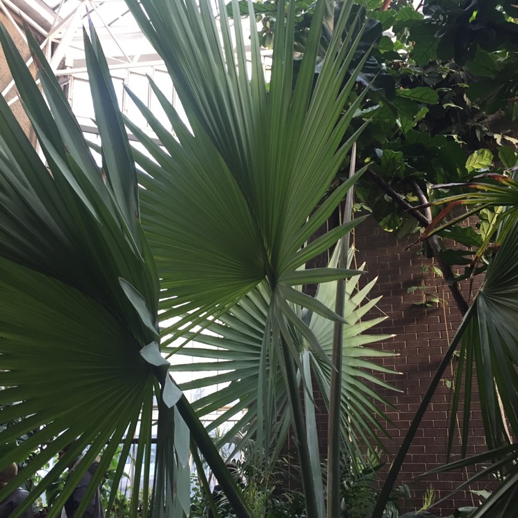 plant image 303318