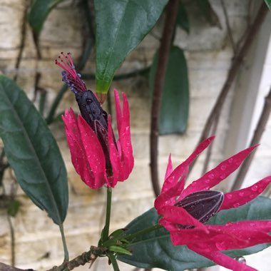 Pavonia multiflora