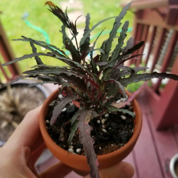 Plant image Hemigraphis repanda