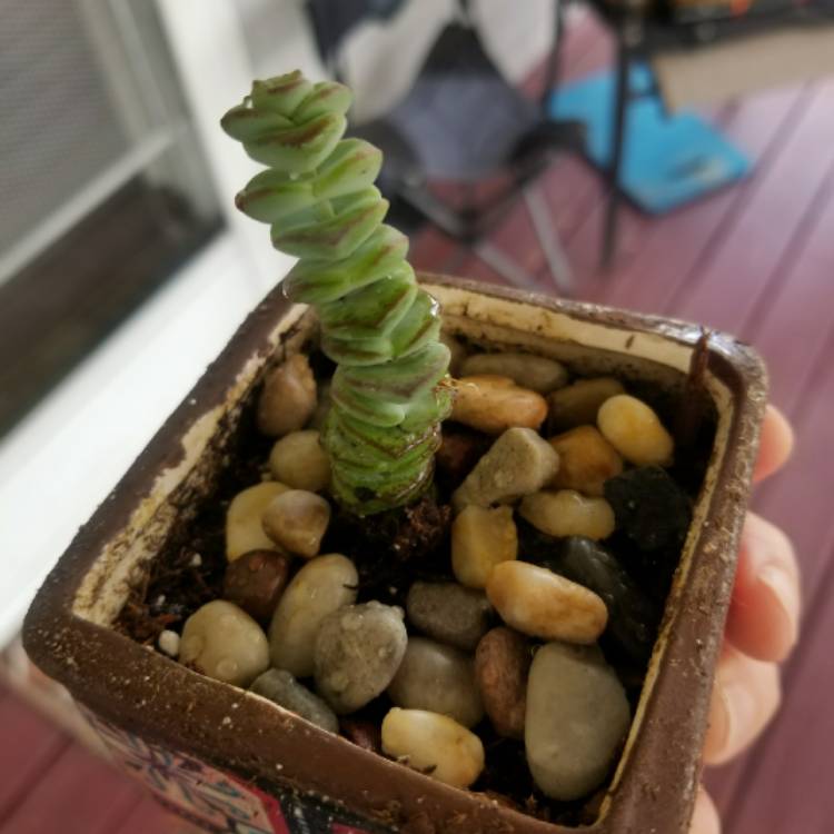 plant image 1102720