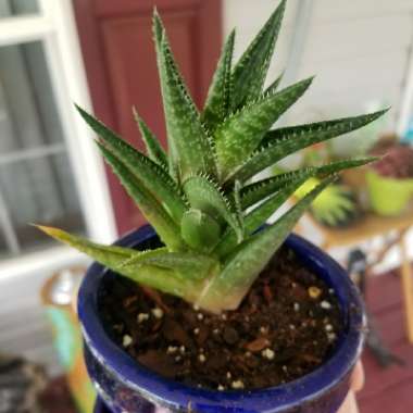 Gia's garden
