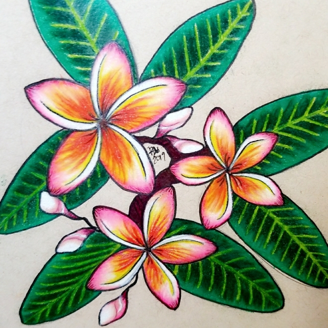 Plant image Plumeria rubra 'Sorbet Ripple'