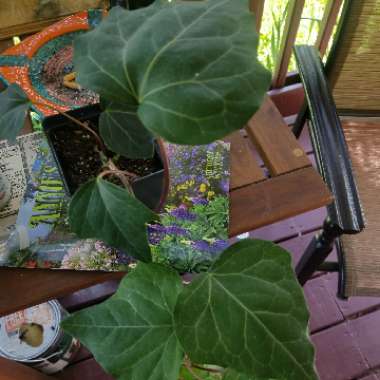 Algerian Ivy 'Gloire de Marengo'