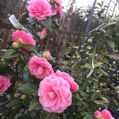 Mrs. Tingley's camellia