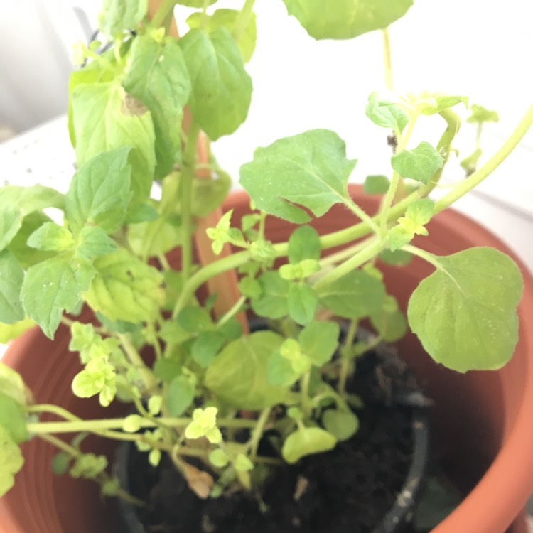 plant image 1089822